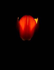 „Ember Tulip XV“ von Ember Bloom