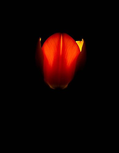 “Ember Tulip XV”
