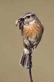 European Stonechat ( Saxicola torquata ), female,  with prey ( grubs ) in its beak, wildlife, Europe by wunderbare Erde