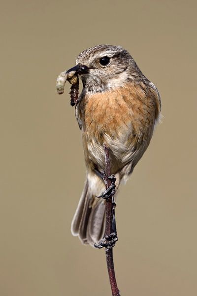 Stonechat ( Saxicola torquata ) avec une proie dans son bec, faune, Europe. par wunderbare Erde