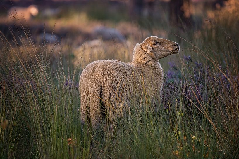 Moutons dans la lande de Strijbeek par Leon Okkenburg