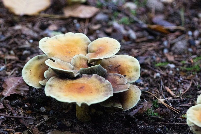 Pilz gelb mit Braun von whmpictures .com