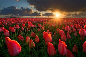 Tulips at Sunset sur Martin Podt