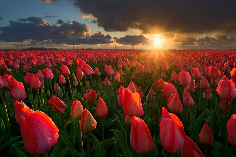 Tulips at Sunset van Martin Podt