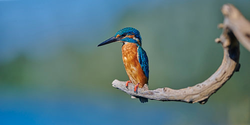 IJsvogel - Panorama op een mooie kromme tak