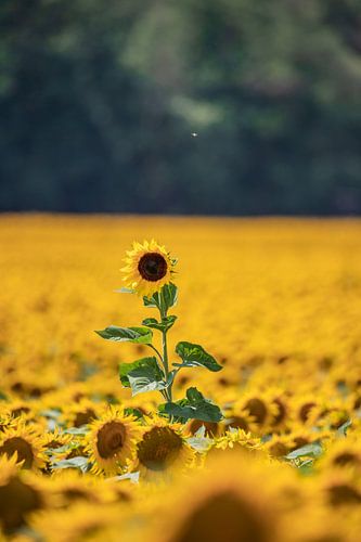 enkele zonnebloem in een zonnebloemveld
