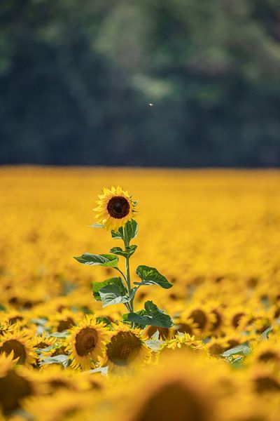 enkele zonnebloem in een zonnebloemveld van Fotos by Jan Wehnert