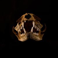 Marten skull