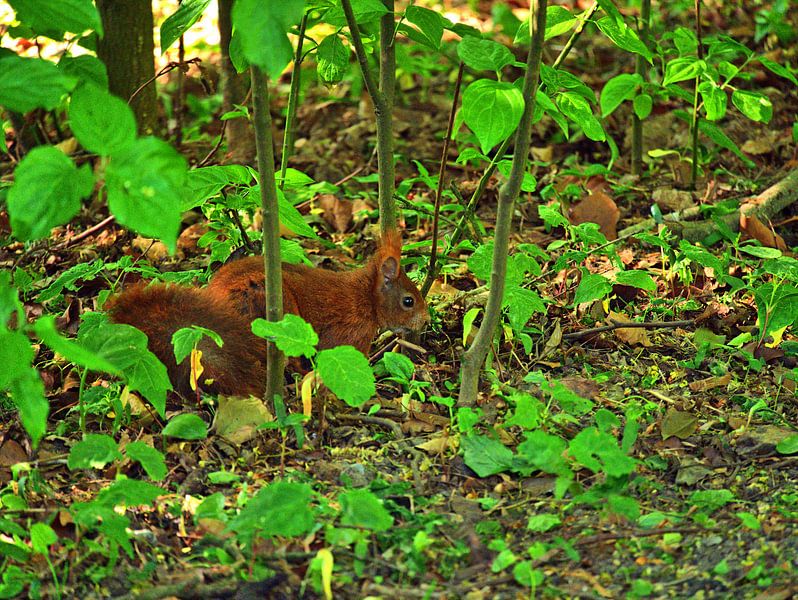 Eekhoorn 4 van Edgar Schermaul