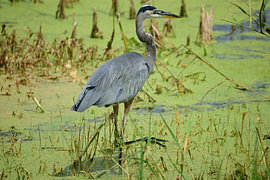 A tricolored heron looking around