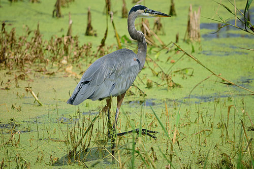 Een driekleurige reiger die om zich heen kijkt
