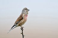 Bloed linnet ( Carduelis cannabina ), Europese zangvogel van wunderbare Erde thumbnail