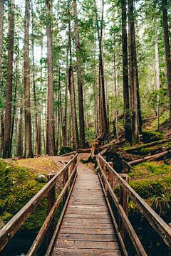Houten brug over rivier in Canadees regenwoud - bos in British columbia van Marit Hilarius