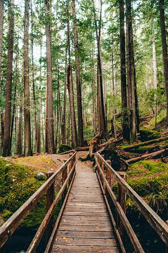 Houten brug over rivier in Canadees regenwoud - bos in British columbia