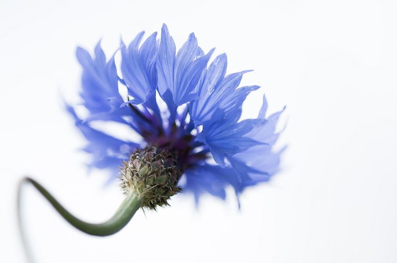 Cornflower by Danny Slijfer Natuurfotografie