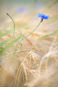 Bleuet dans un champ de maïs sur Silvio Schoisswohl