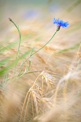 Korenbloem in een korenveld