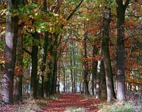 Doorkijk door bos