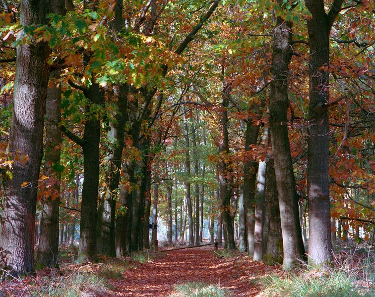 View through forest by Erwin Zeemering
