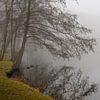 Arbre dans le brouillard, paysage hivernal au bord d'un étang sur Animaflora PicsStock