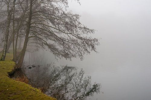 Arbre dans le brouillard, paysage hivernal au bord d'un étang sur Animaflora PicsStock