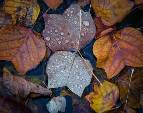 Autumn leaves in the forest by Tomas van der Weijden