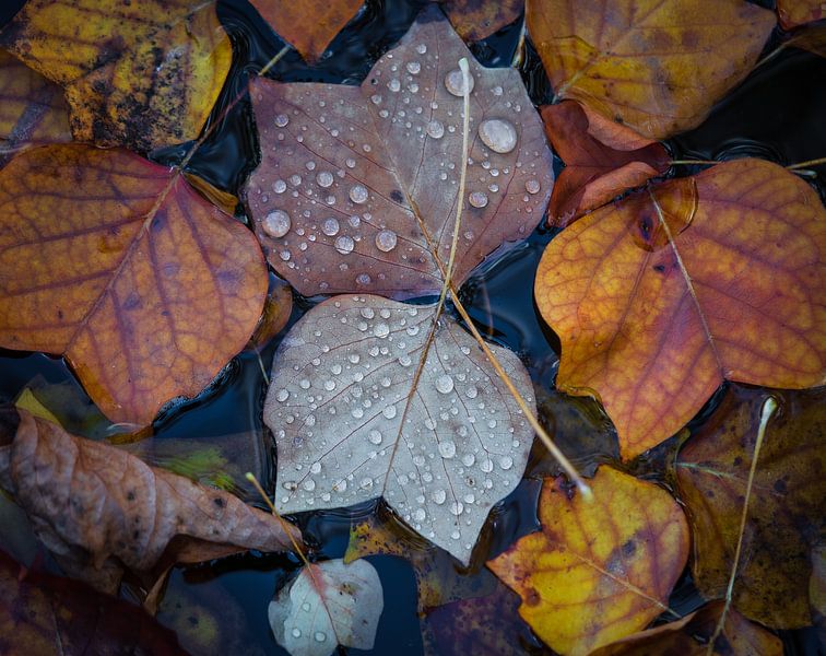 Feuilles d'automne dans la forêt par Tomas van der Weijden