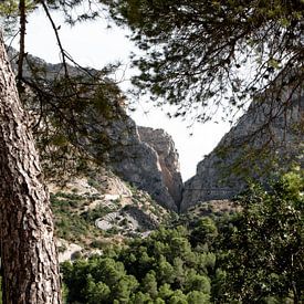 spanje bos en natuur caminito del rey van Ivanovic Arndts