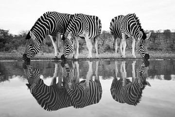 Zebras at a drinking pool