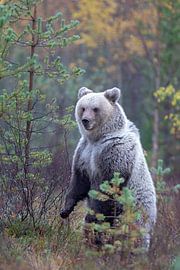 Bruine beer Finland by Han Peper