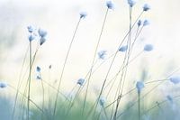 Waving Woolly Grass