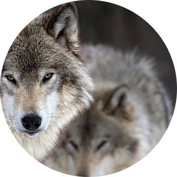 Twee wolven van Renald Bourque