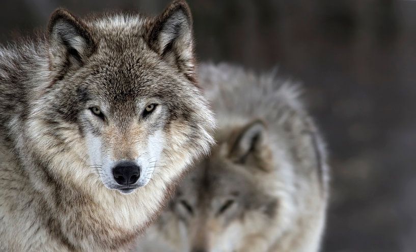 Twee wolven van Renald Bourque