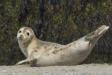 Look at me as a seal loan by Karin Riethoven