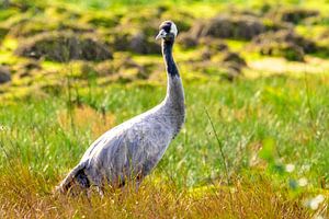 Kranichvögel beim Ausruhen und Füttern auf einem Feld während des Herbstzuges