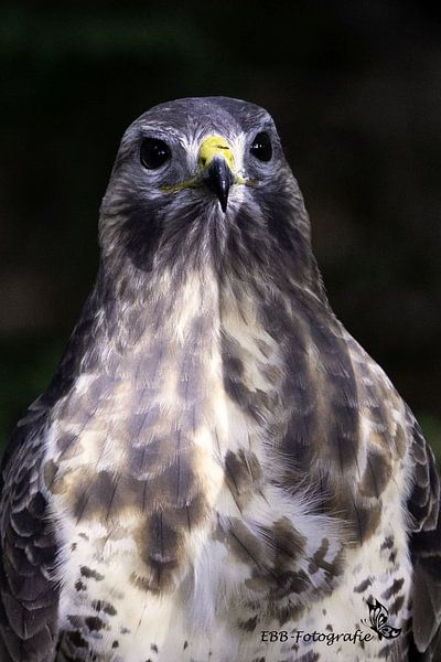 Buzzard by Esther Bax