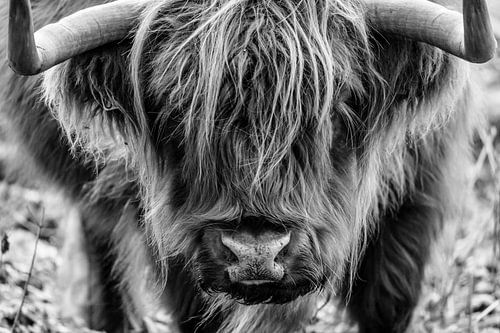 Schotse Hooglander portret