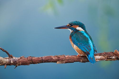 Martin-pêcheur sur Martins-pêcheurs - Corné van Oosterhout