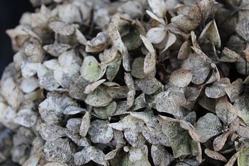 See What You Want by Manon Gottemaker