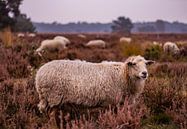 Herfstglorie van de Veluwe - Schaap nr. 2 van Deborah de Meijer thumbnail