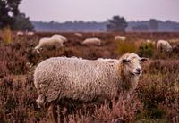 Glorious Autumn at the Veluwe - Sheep no. 2