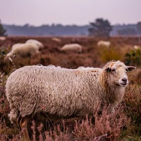 Herbstliche Pracht der Veluwe - Schaf Nr. 2 von Deborah de Meijer