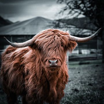 Portret van een Schotse hooglandkoe op een boerderij in het Zwarte Woud van Photo Art Thomas Klee