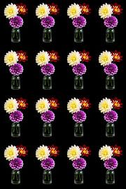 Dahlias's coloured duplicated 4x4 by Henriette Tischler van Sleen