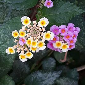 Tropische wilde bloemen van Renee Alexandra Serlier