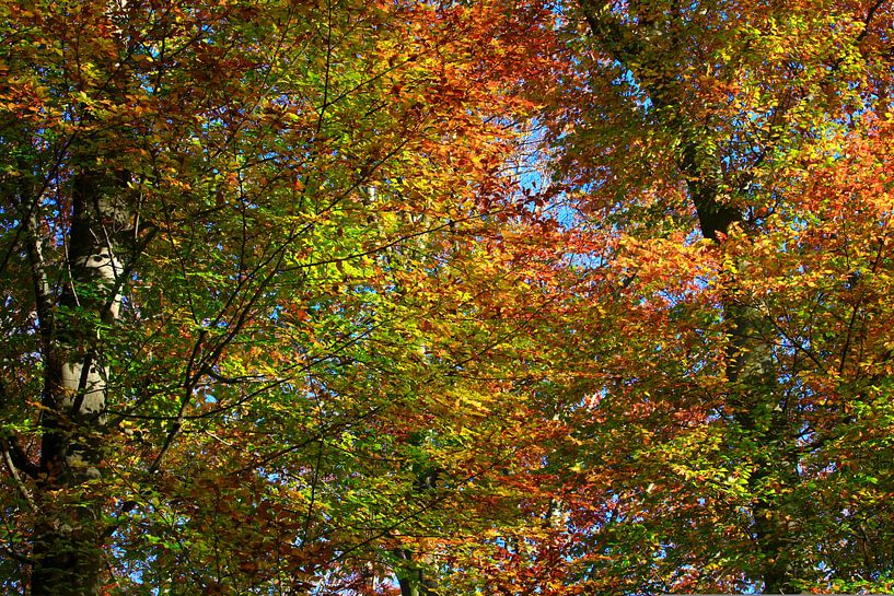Prächtige Buche von Thomas Jäger