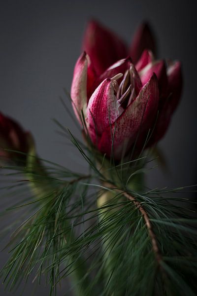 La tulipe dans l'obscurité par Sander van Driel