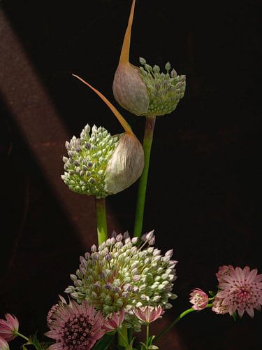 Stilleven. Lichtval op uienbollen en zeeuws knoopje.