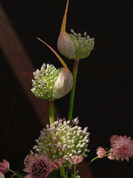Nature morte. Lumière tombant sur des bulbes d'oignons et un nœud zélandais. par Alie Ekkelenkamp