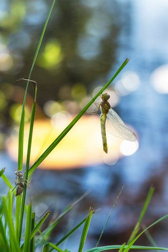 Dragonfly sniper